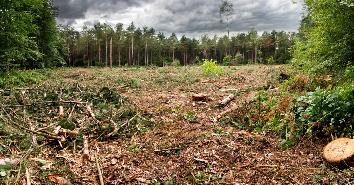 A photograph showing the aftermath of logging activities in a pristine forest to show the harm of wasting paper.