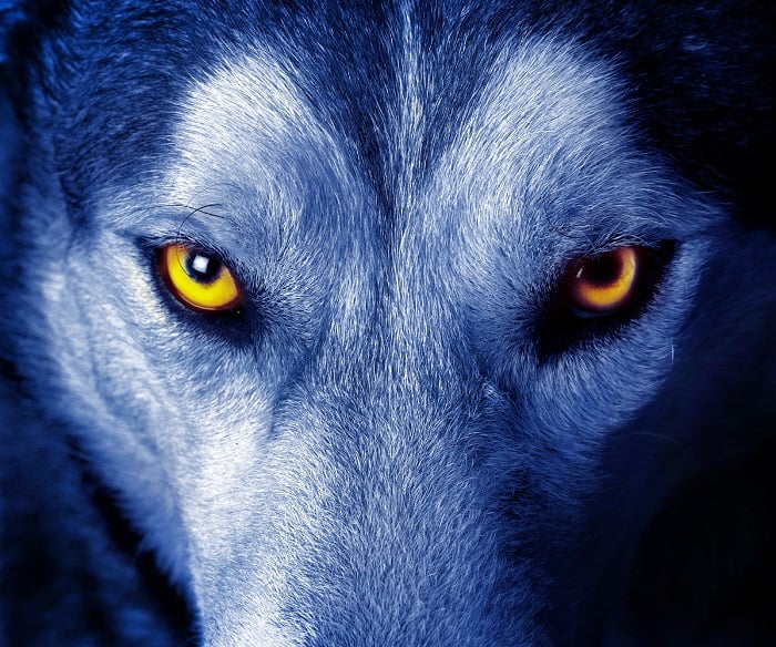 Are Your Printers an Open Door to a Hacking Wolf?