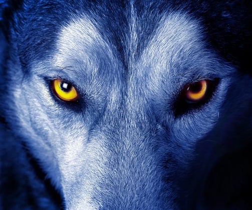 Closeup photo of a wolf with yellow eyes
